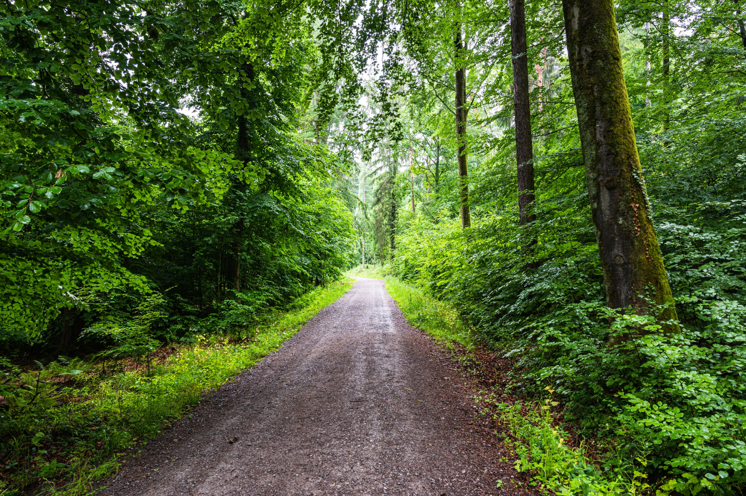 beautiful-view-dirt-road-through-green-forest-summer